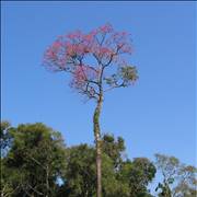 Handroanthus Impetiginosus