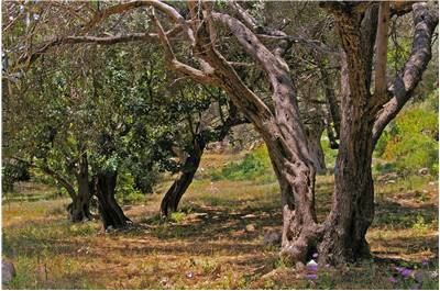 Olive Trees