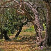 Olive Trees