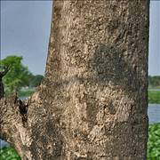 Teak Tectona Grandis