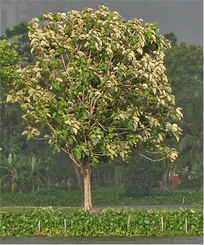 Teak Tree