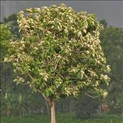 Teak Tree