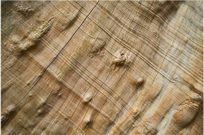 Wood Tree Texture